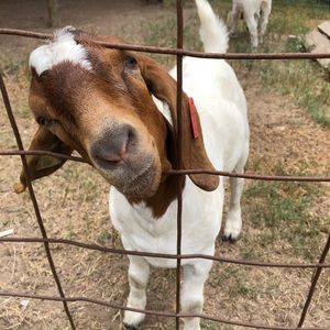 Meet your Posher, Ffarrah